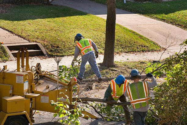 How Our Tree Care Process Works  in Sisco Heights, WA